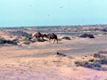 1981_10-Arabia-201