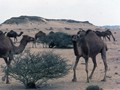 1981_10-Arabia-207